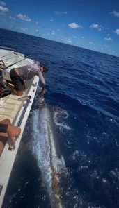 Diego landing a marlin with a Daiwa Rod on a Polycraft Boat in Queensland waters.